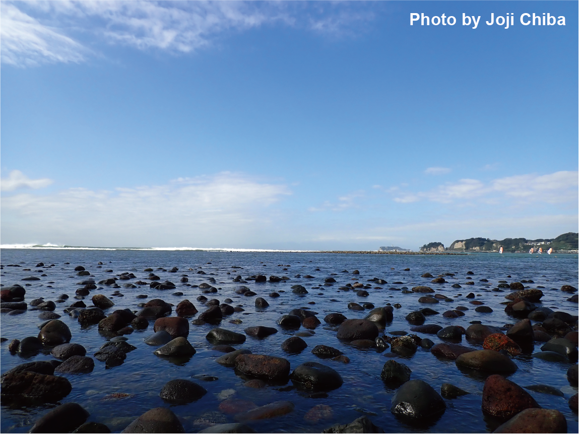 鎌倉市材木座、和賀江島。崩れた石が生物の宝庫となっている