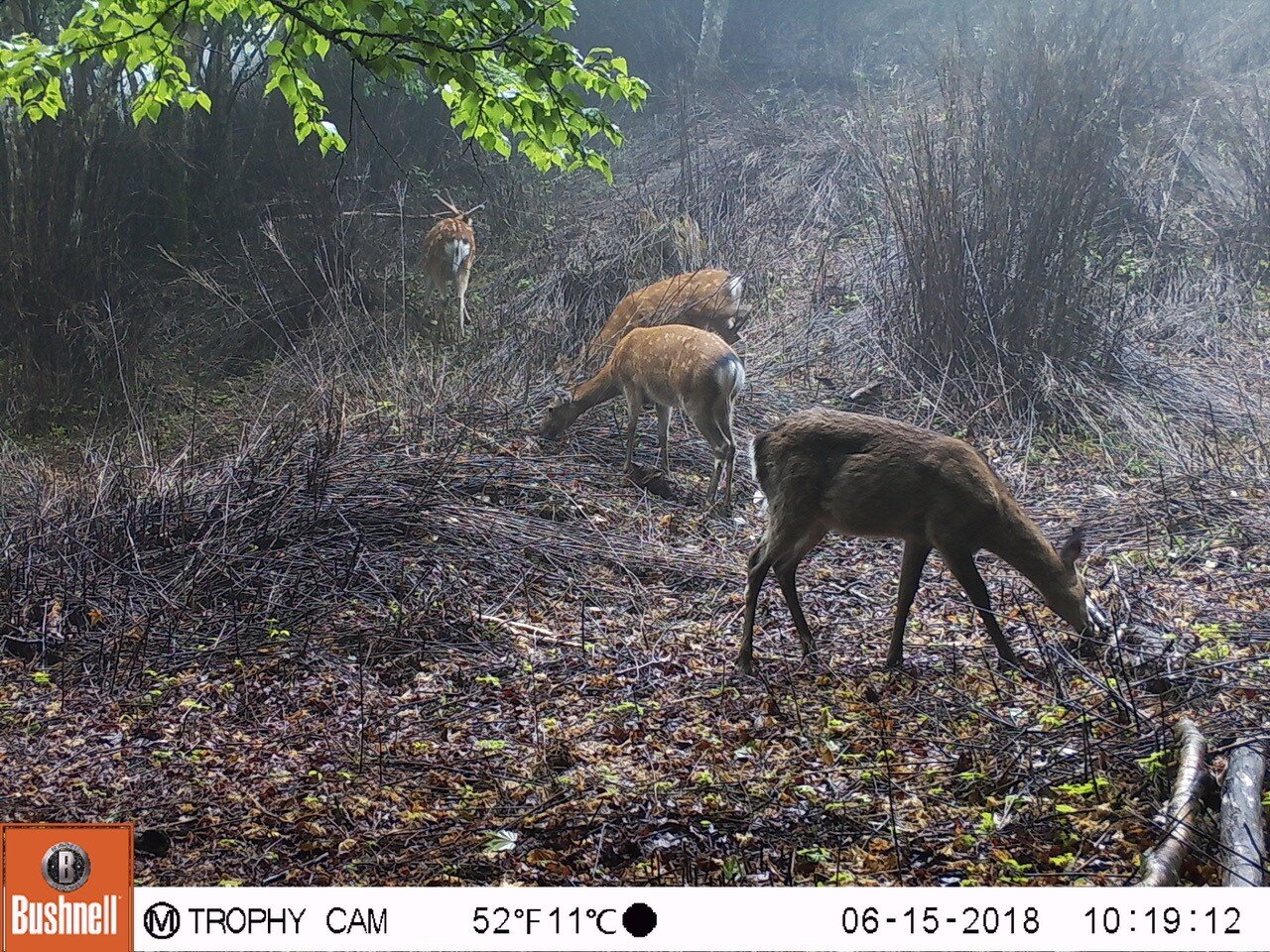 自動撮影カメラで捉えたシカの様子。<br>食害のため枯れたササがシカの周りに映る