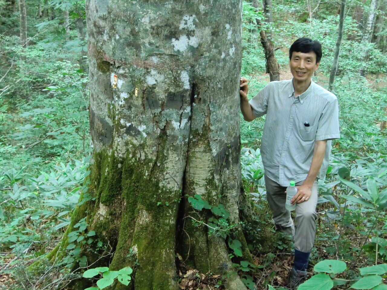 2012年宮城県のブナ林にて