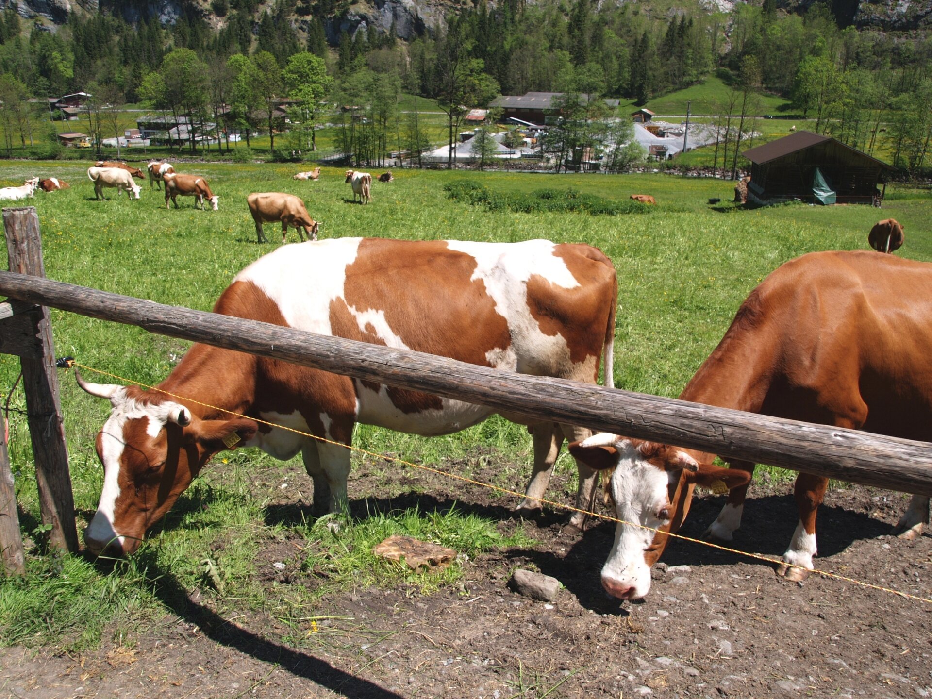教授のレジリエンス研究の出発点となった、サバンナの牧草地の牛たち
