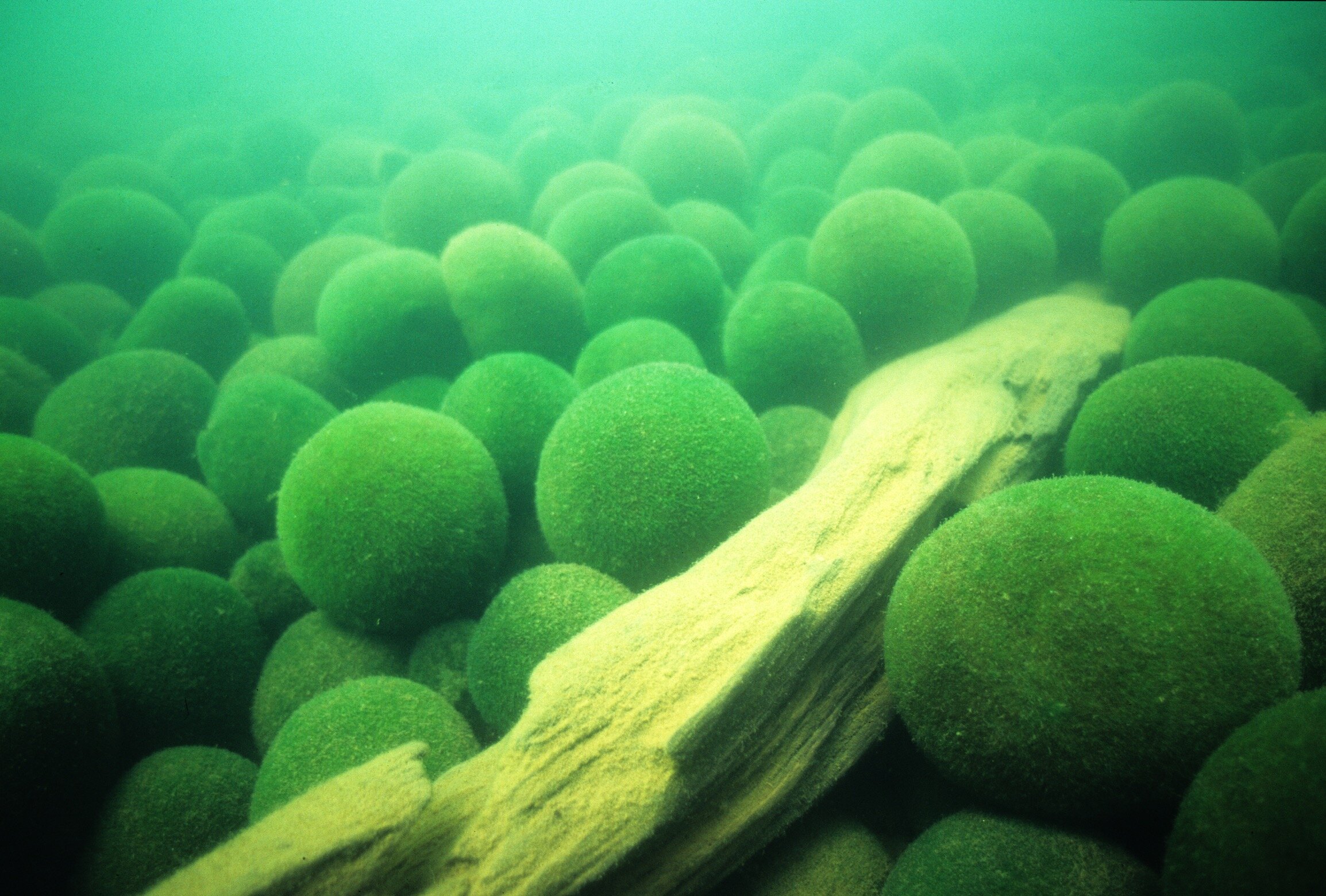 阿寒湖のマリモ