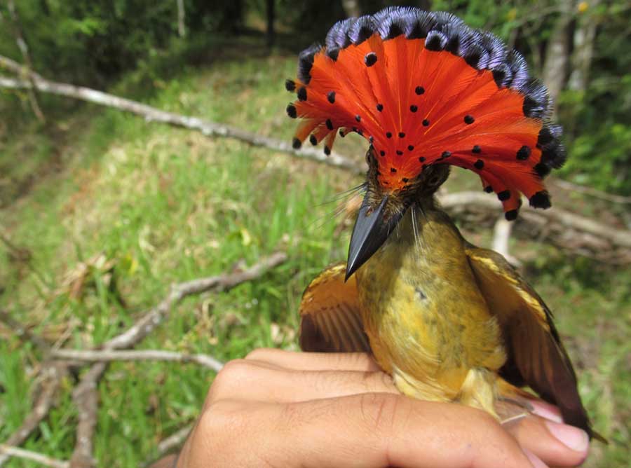 Royal Flycatcher on farm in Costa Rica