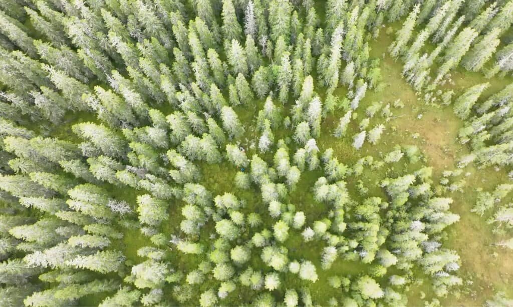 A healthy old-growth forest