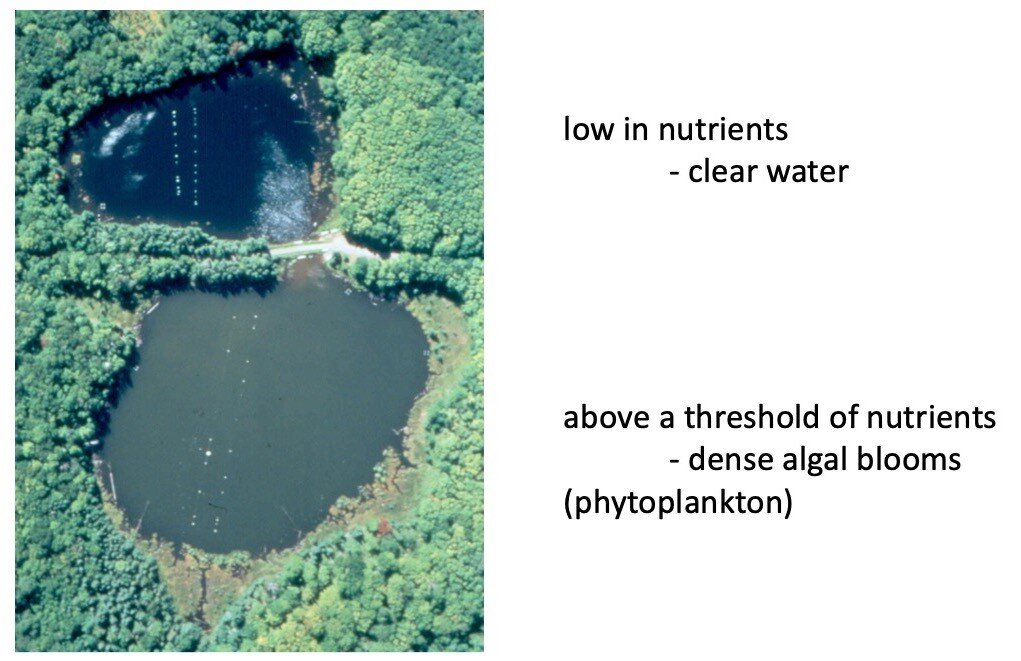 low in nutrients -clear water（top）
above a threshold of nutrients -dense algal blooms (phytoplankton)（bottom）
